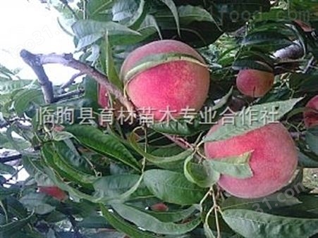 晚熟脆甜桃树品种介绍