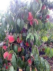 晚熟桃树新品种